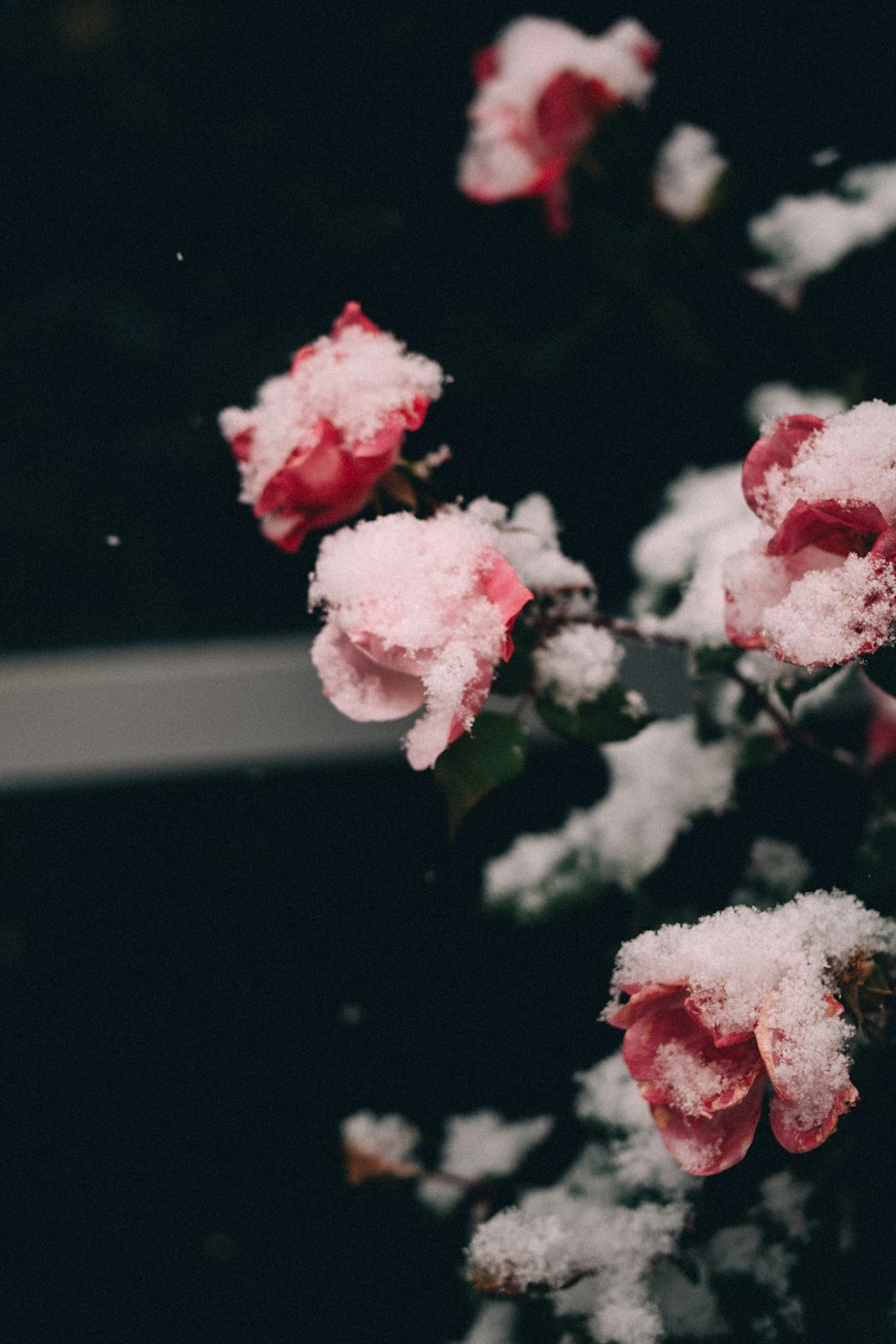 a group of pink flowers