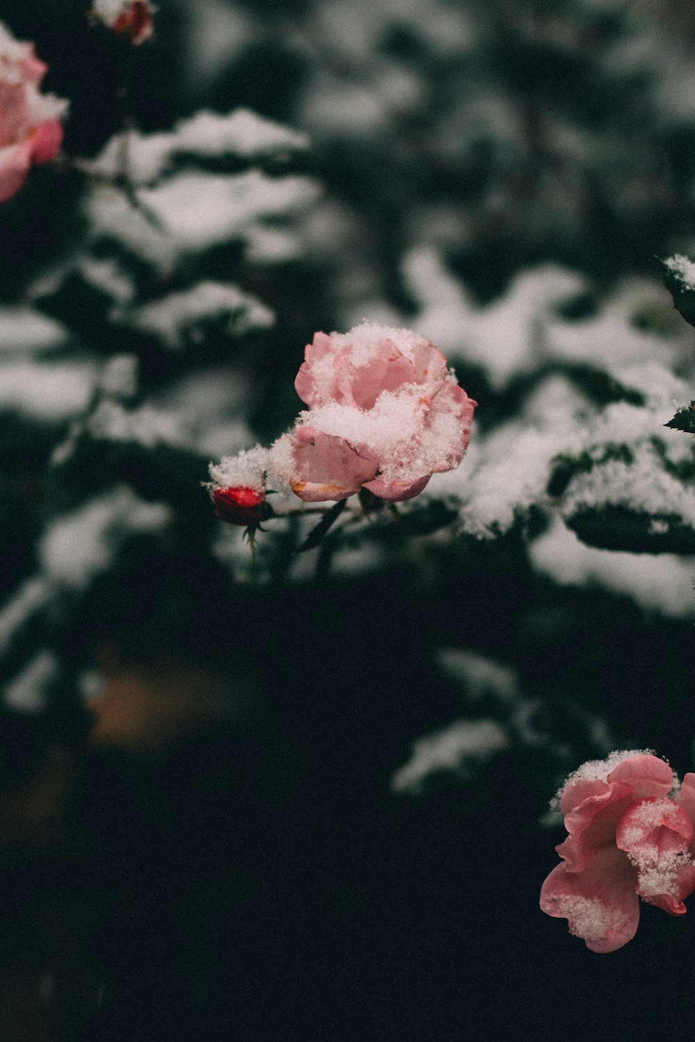 pink flowers on a bush