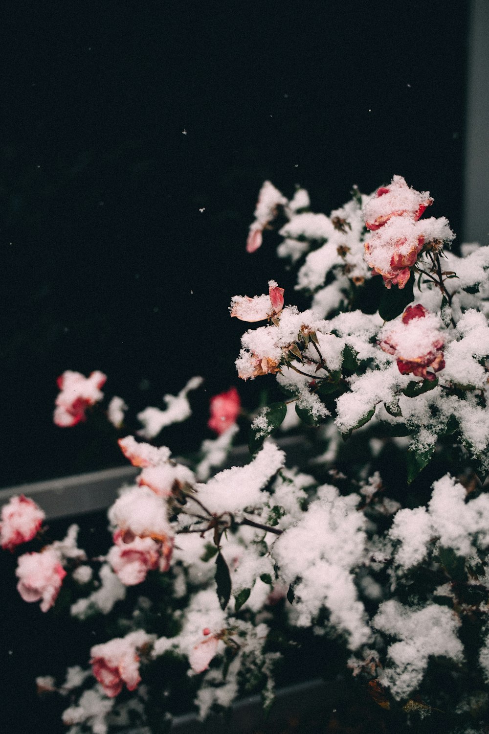 a close up of flowers