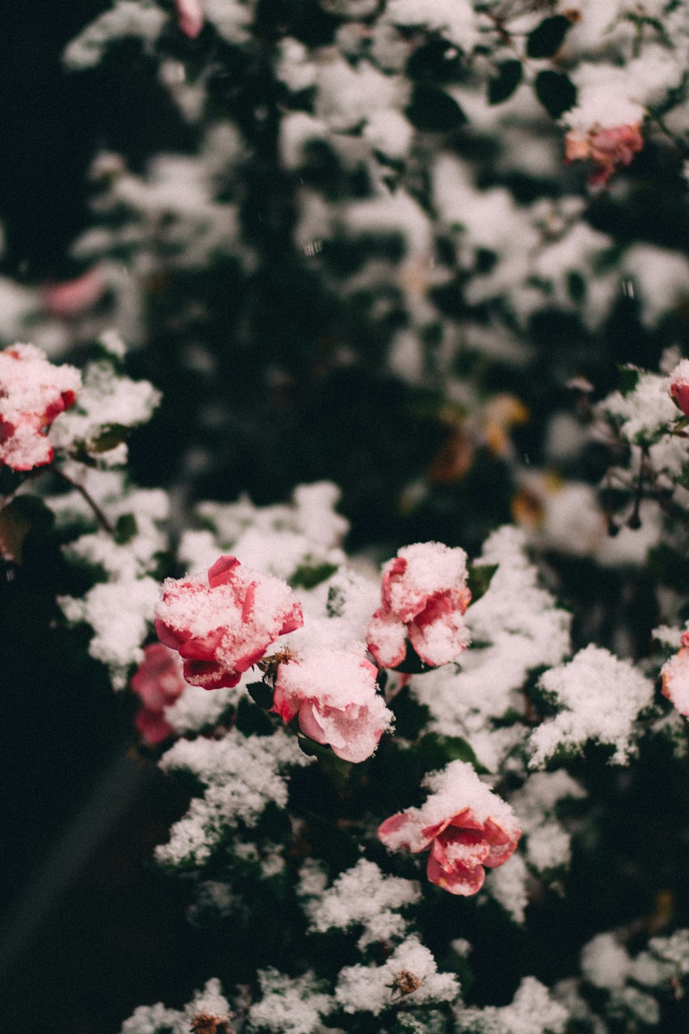 a close up of some flowers