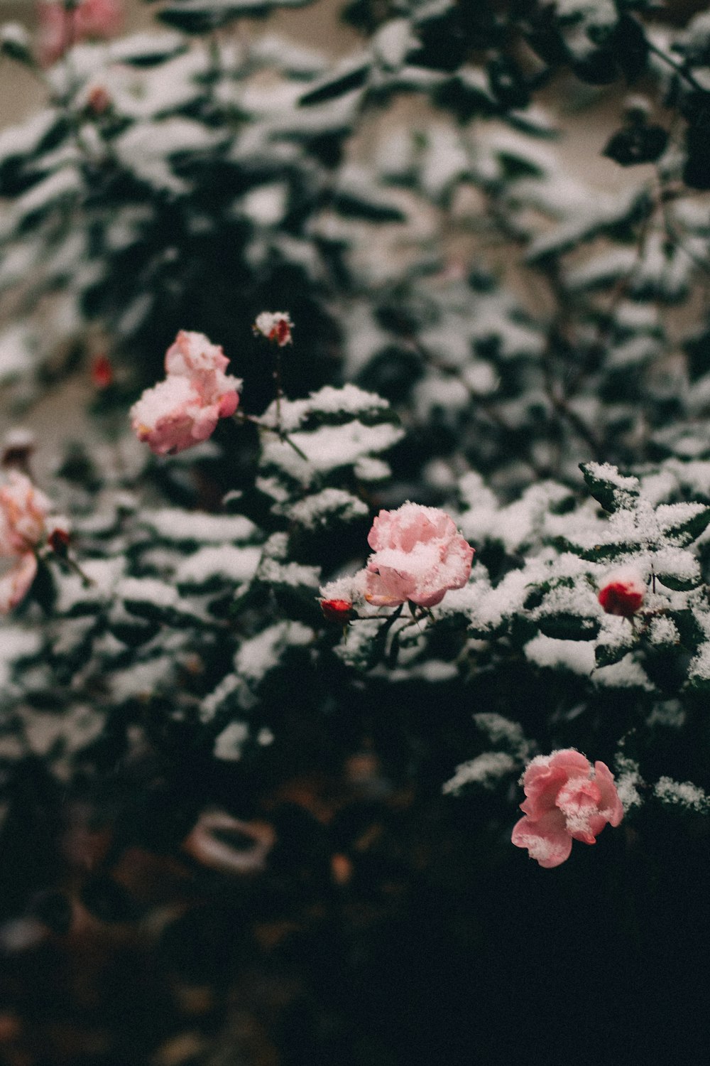 a bush with pink flowers