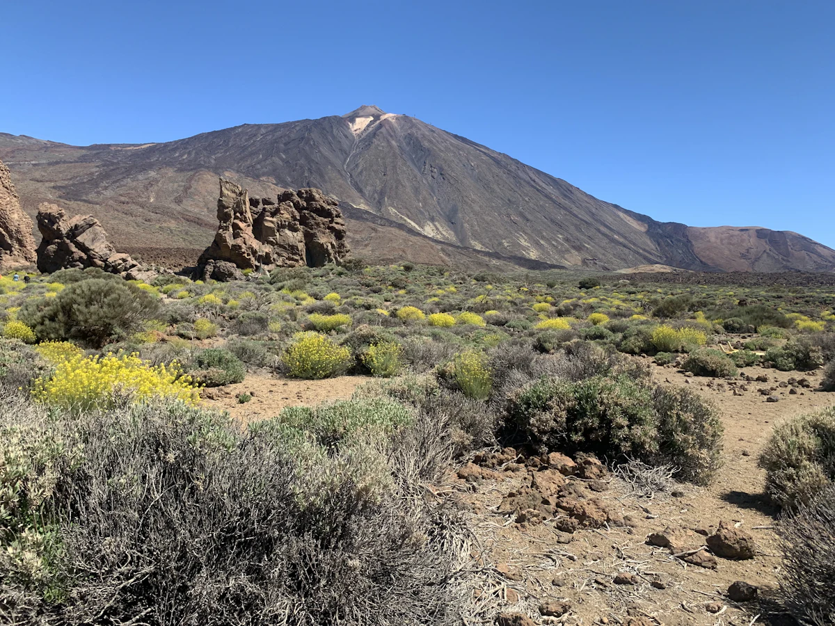 Eroded rock towers and yellow-flowering shrubs in Teide National Park, with Teide behind
