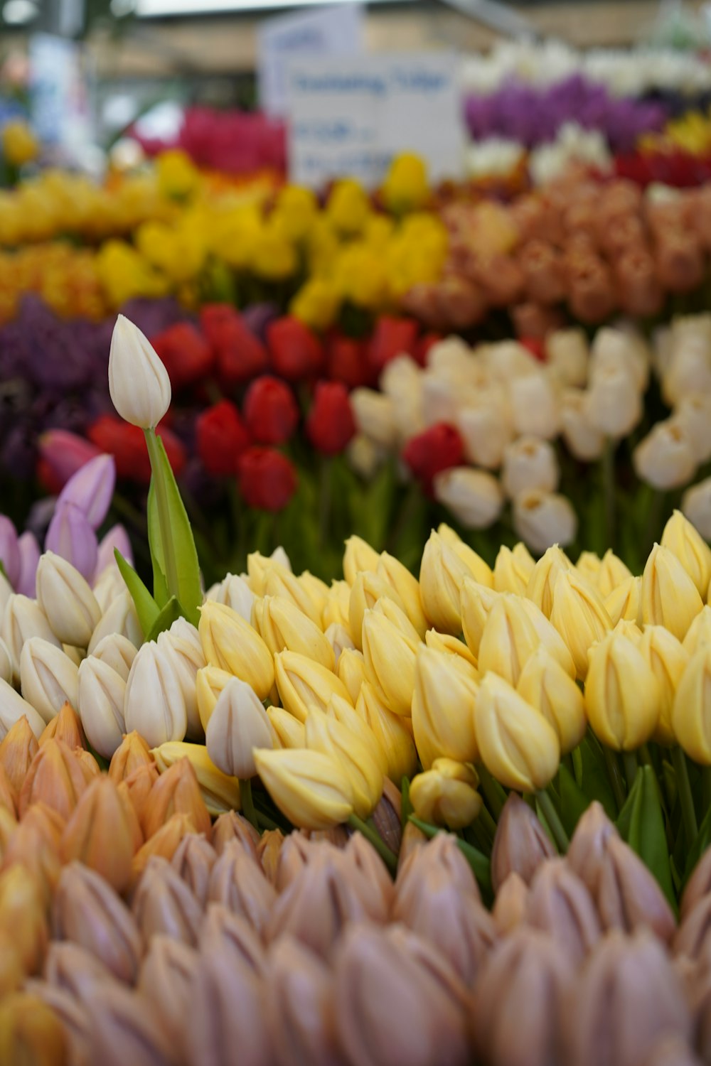 a group of colorful flowers