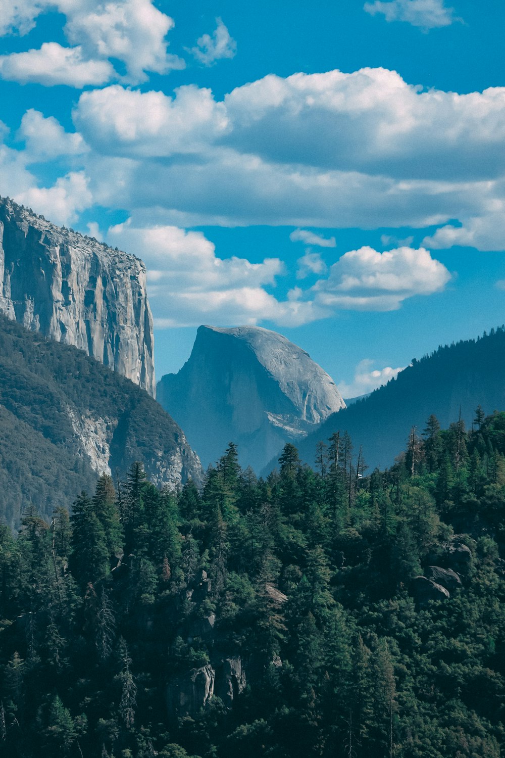 a forest of trees and mountains