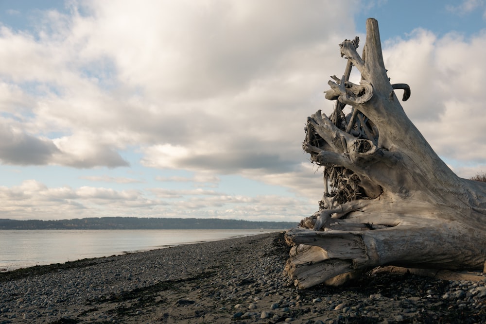 a log on a beach