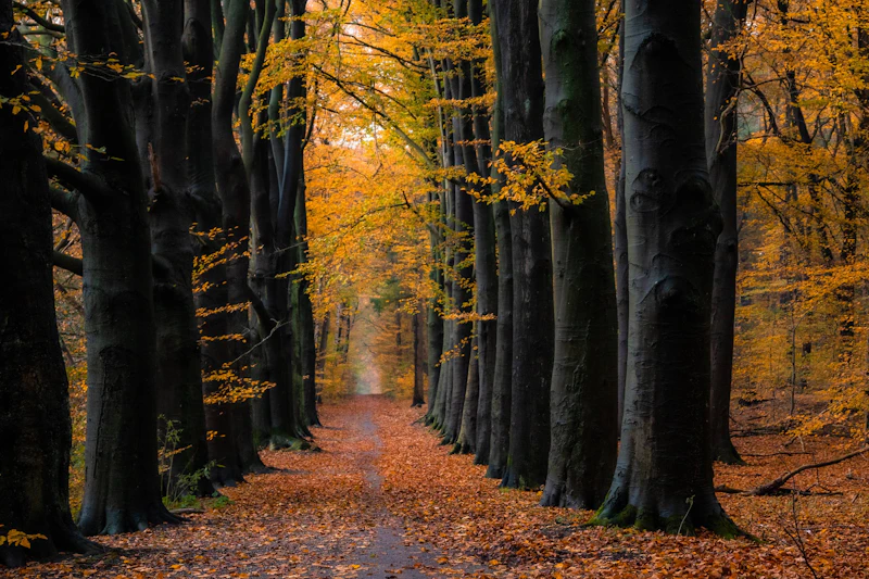 Herfstbospad in Wageningen — Nederlands herfstkleuren