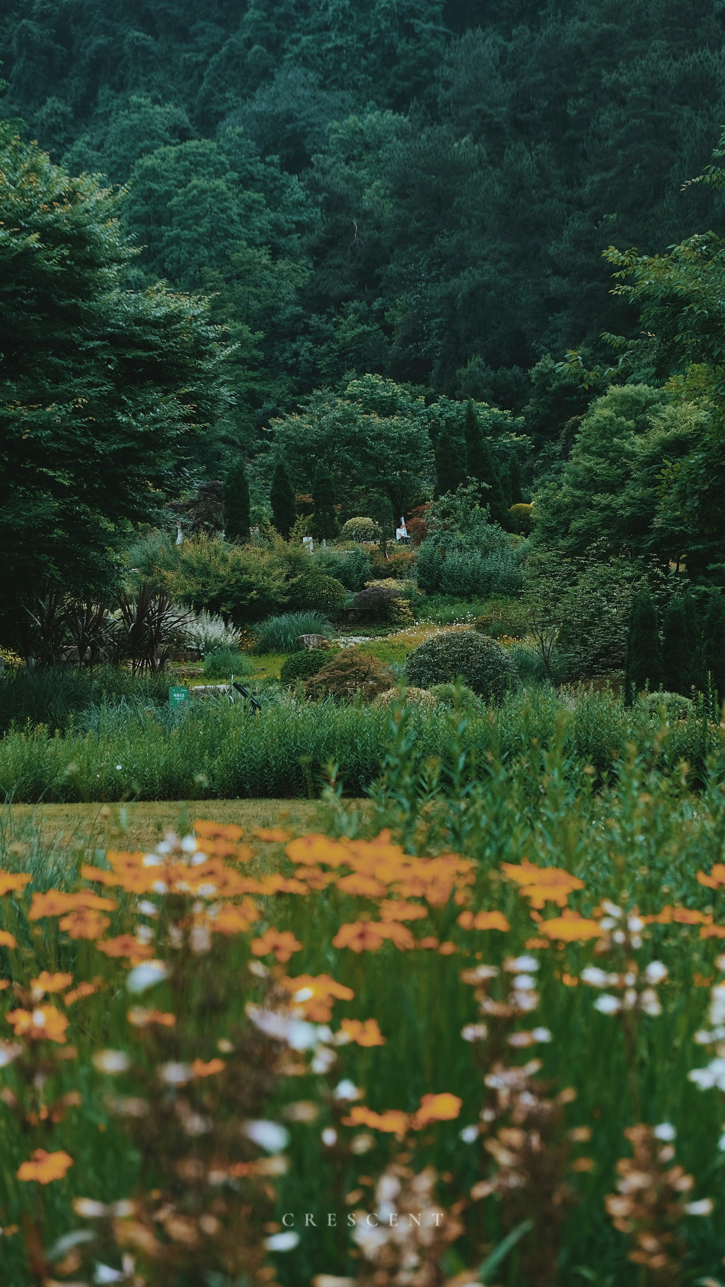 A field of flowers with trees in the background photo – Free Flower Image  on Unsplash, image size:3000x5324