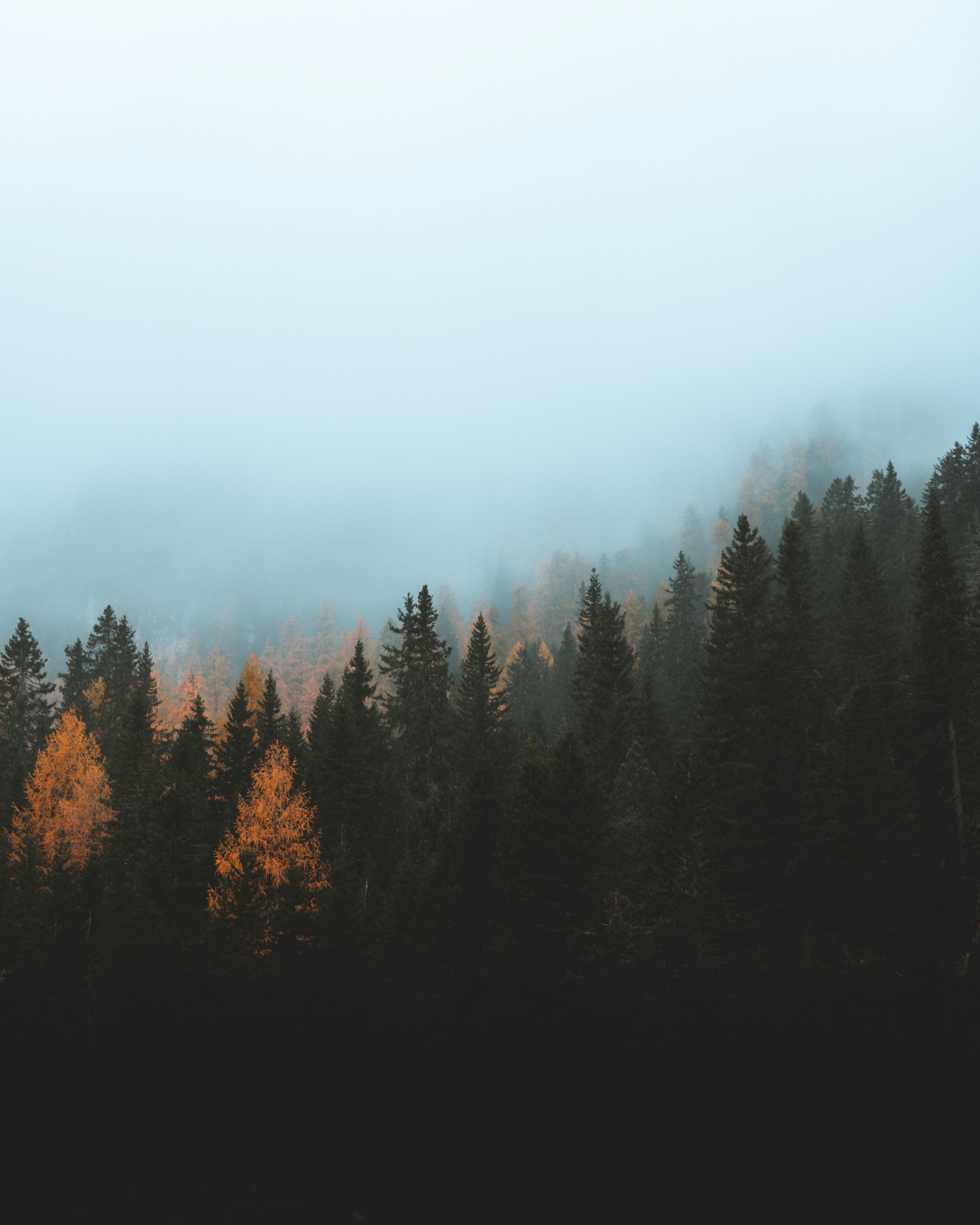 Ein Wald aus Bäumen