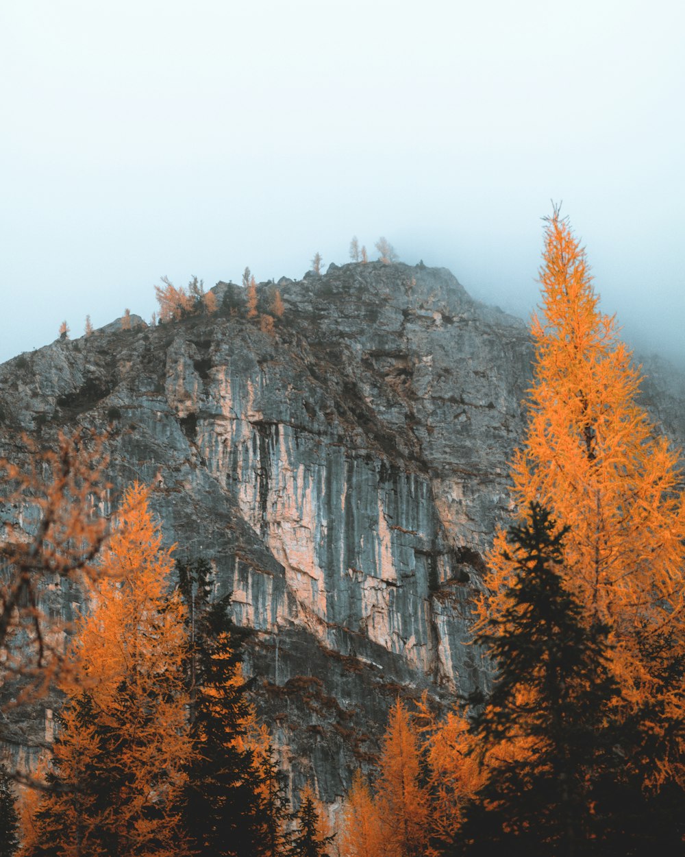 a cliff with trees on it