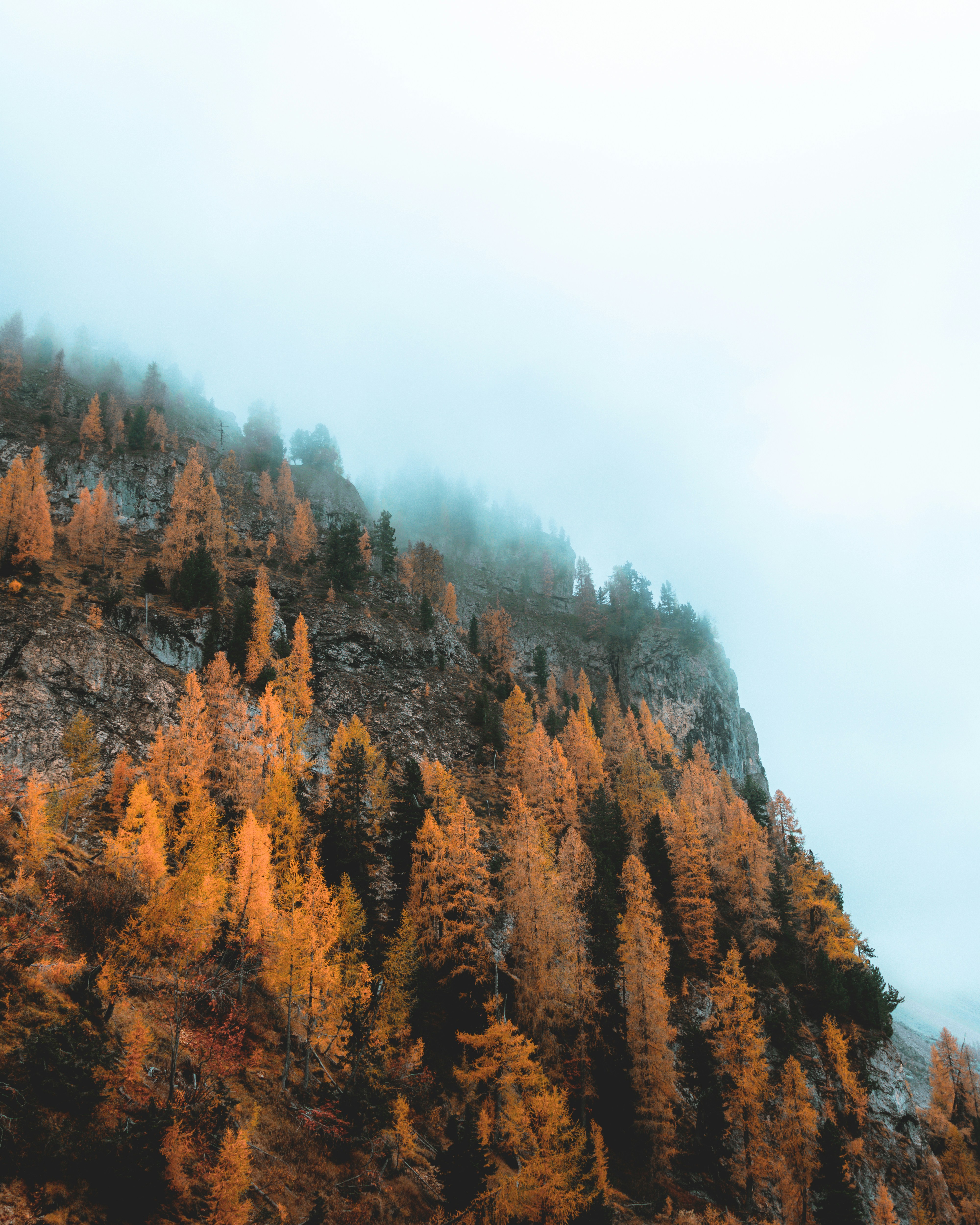 Ein Wald aus Bäumen