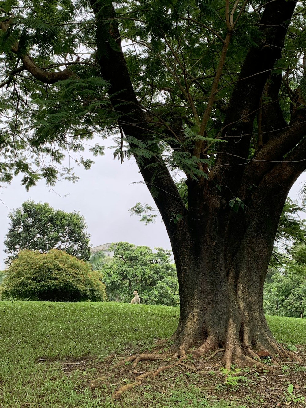 a tree with many branches