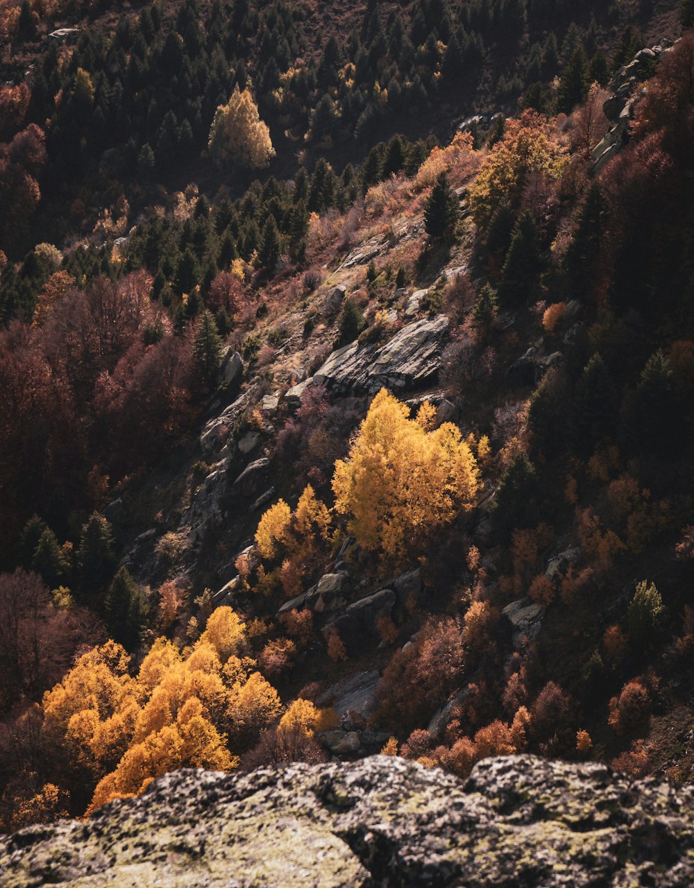 a rocky hillside with trees