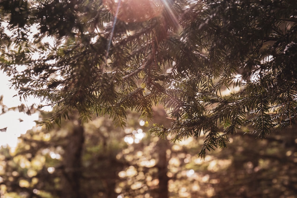 a tree with leaves