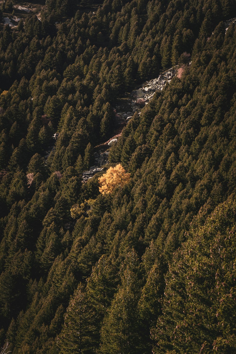 a forest of trees