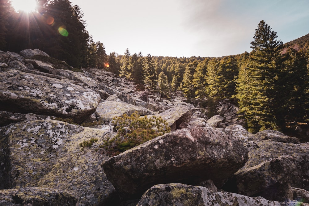 a rocky area with trees in the background