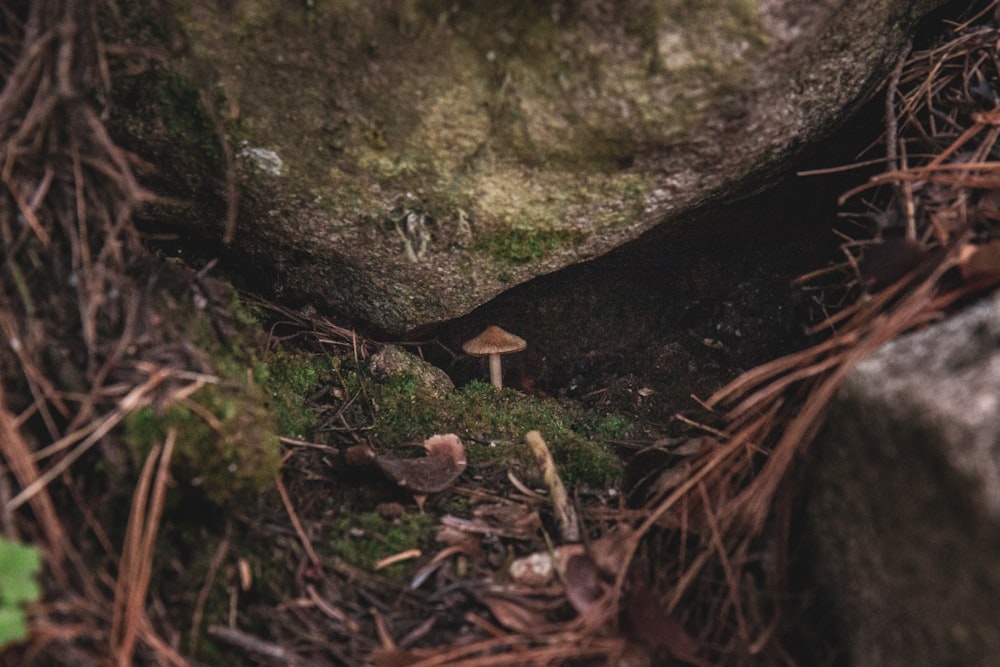 un hongo que crece en un bosque