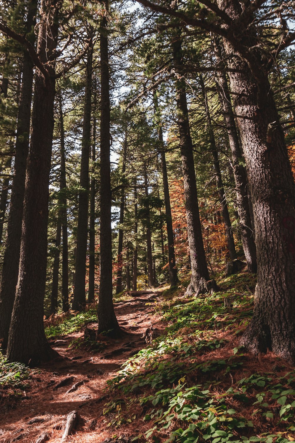 a forest with trees