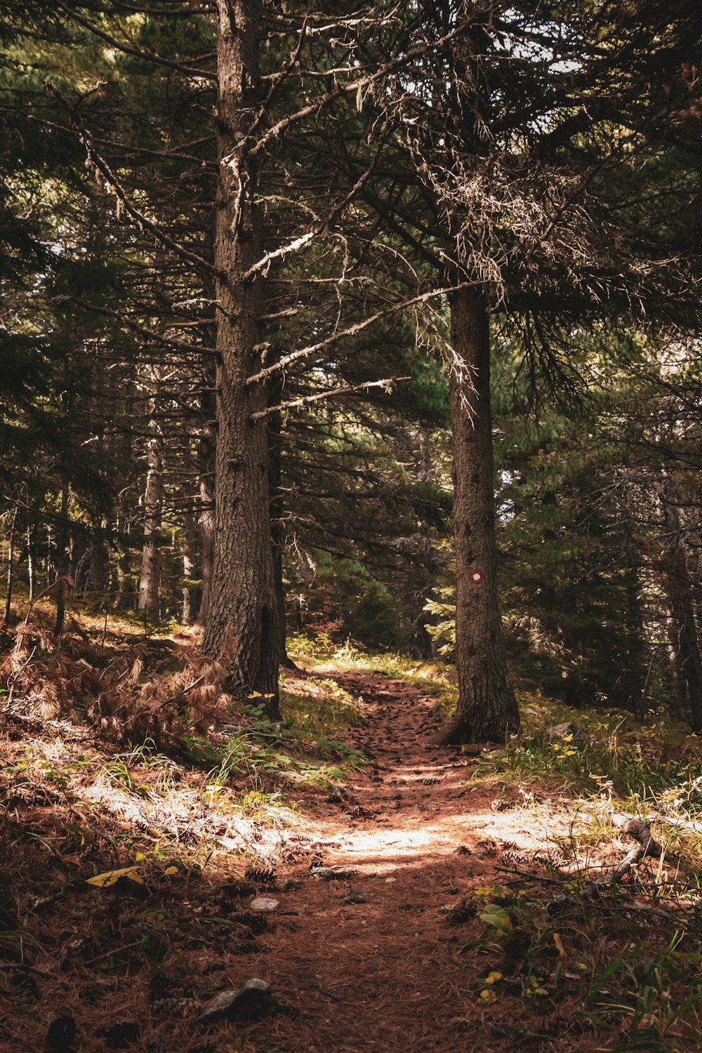 a path through a forest