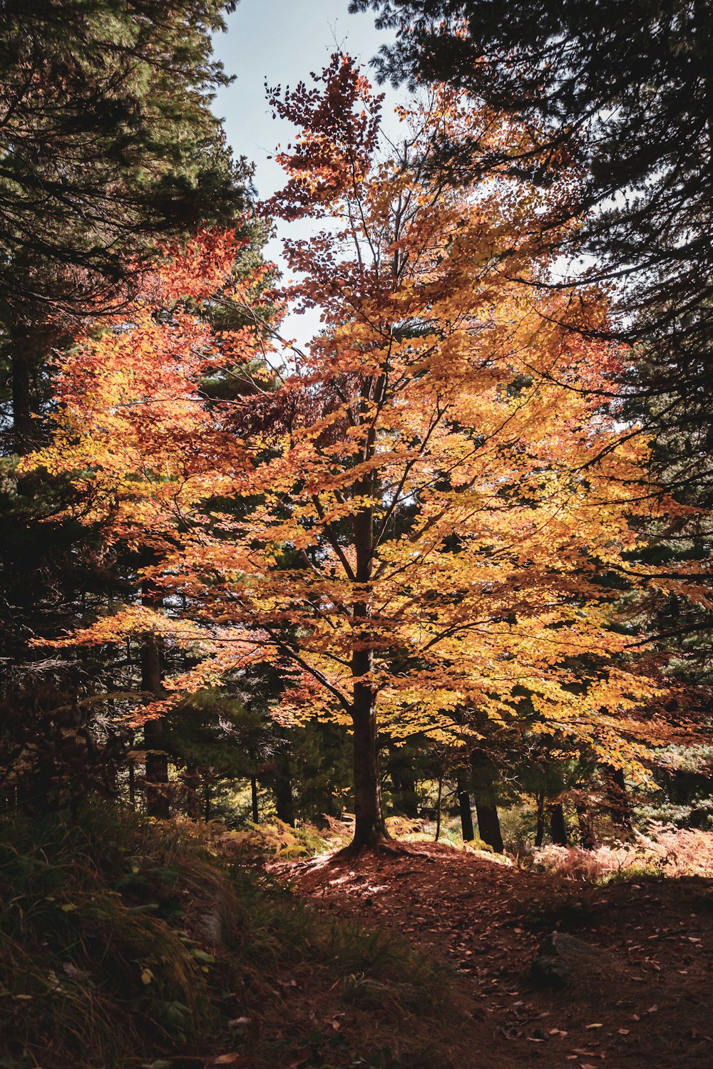 a group of trees with colorful leaves