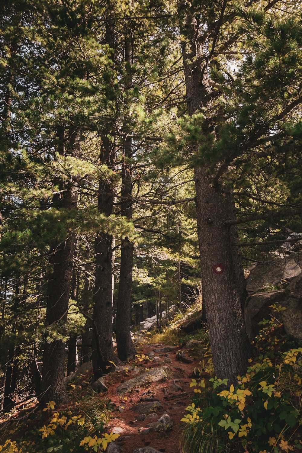 a path through a forest