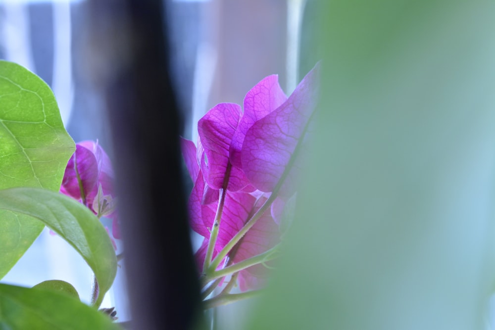 a close up of a flower