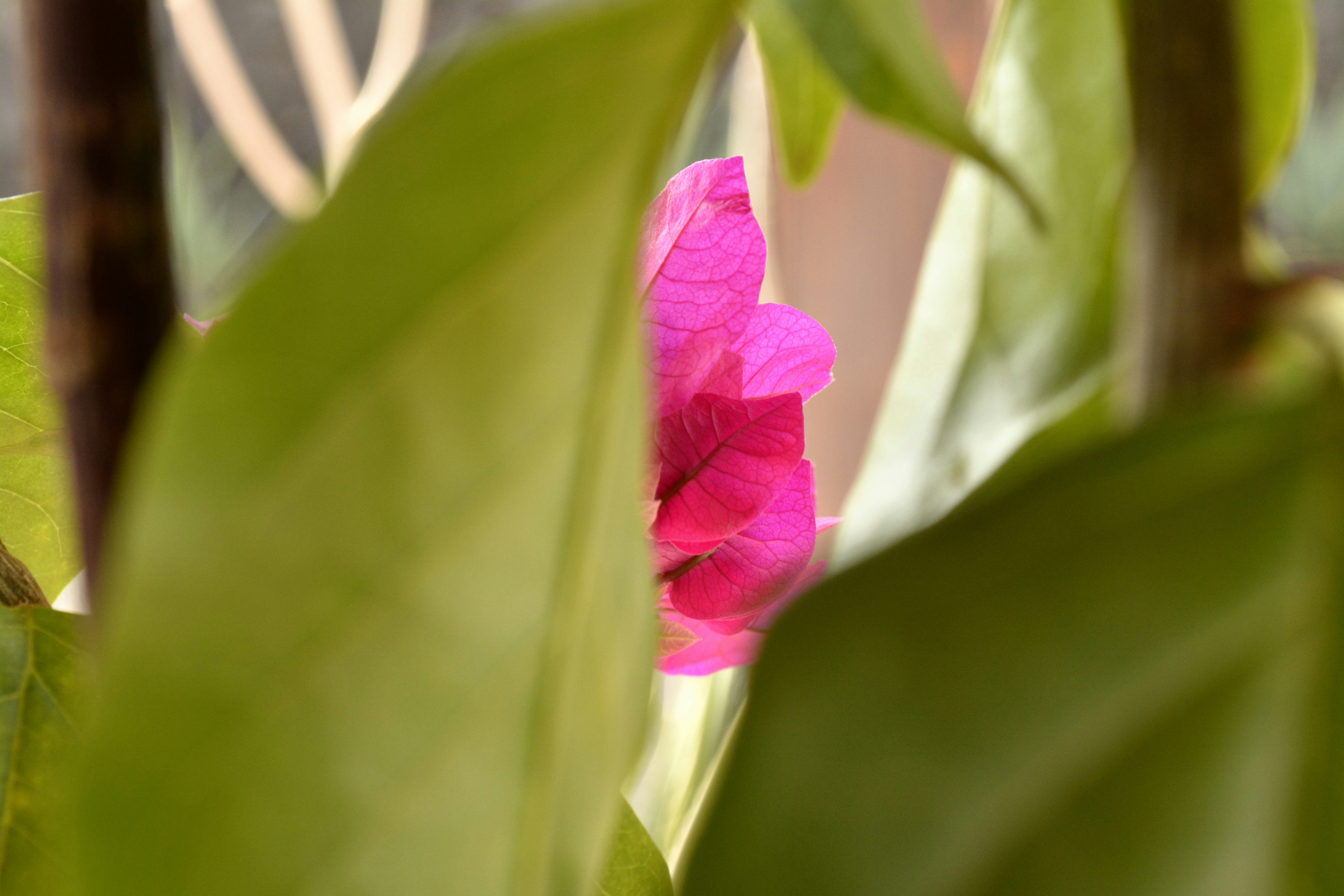 a pink flower on a plant