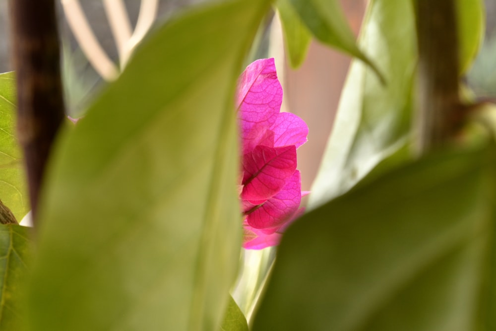 a pink flower on a plant