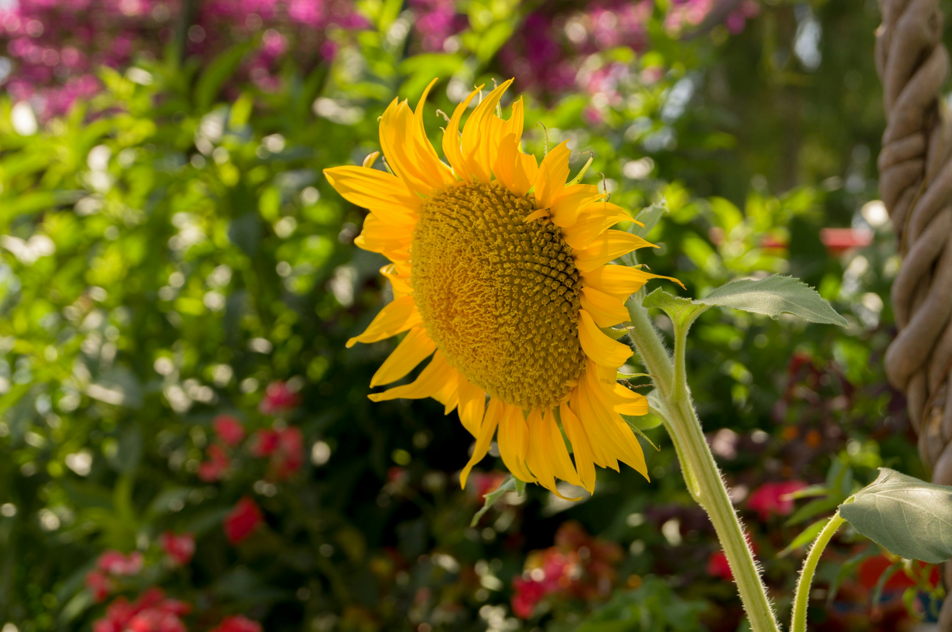 a yellow flower with green leaves