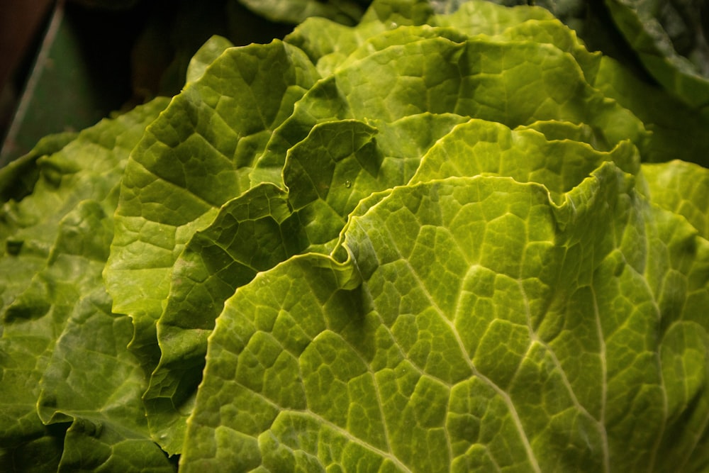 a close up of a leaf
