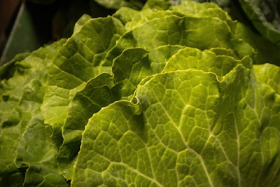 Green Cabbage