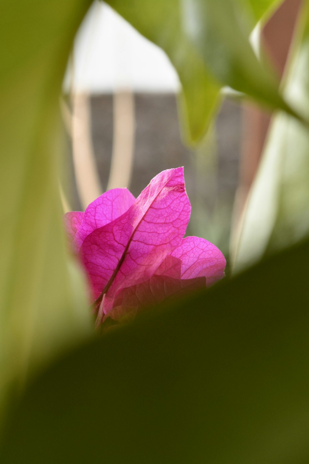 a close up of a flower