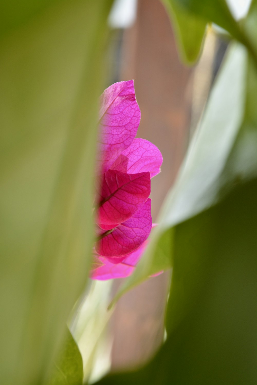 a close up of a flower