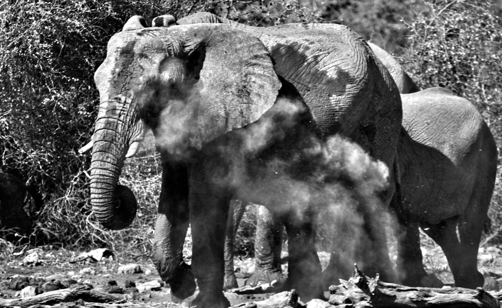 Un gruppo di elefanti cammina
