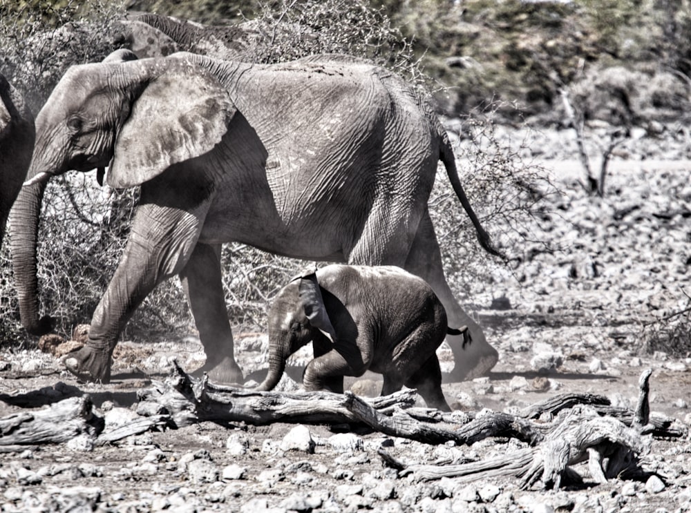 a baby elephant walks next to an adult elephant
