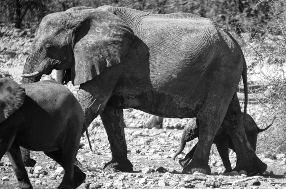 a group of elephants walk