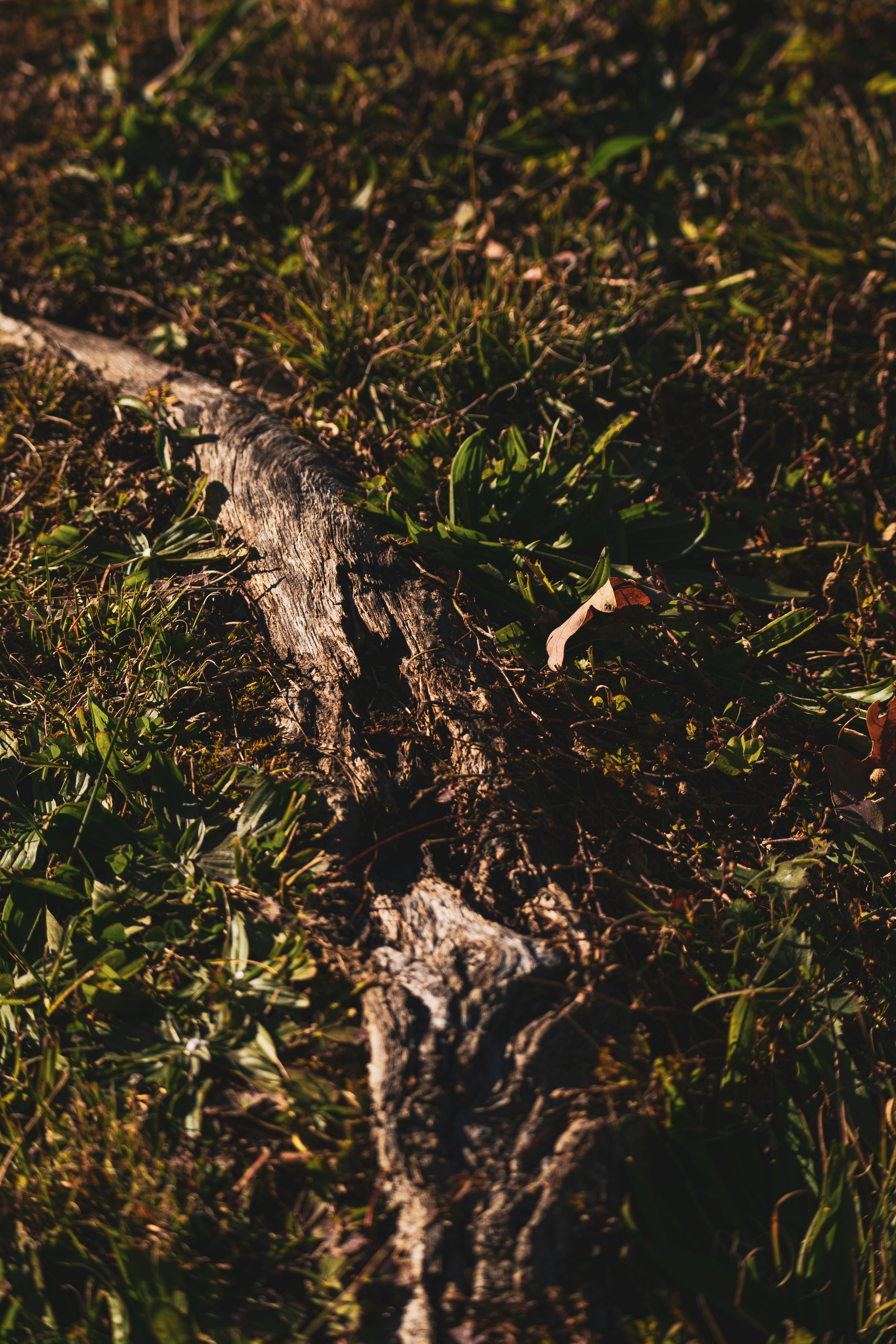 Photo by keepitchassephotography