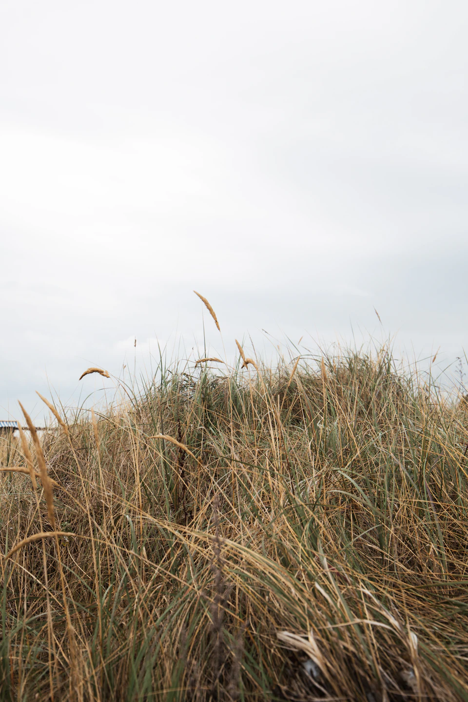 The image depicts a serene landscape with tall, dry grass swaying gently under an overcast sky. The grass is a mix of yellow and brown hues, suggesting it may be autumn or late summer. In the distance, there are trees visible against the cloudy backdrop, adding depth to the scene.