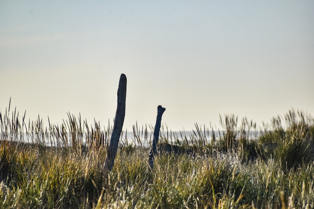 a field of tall grass