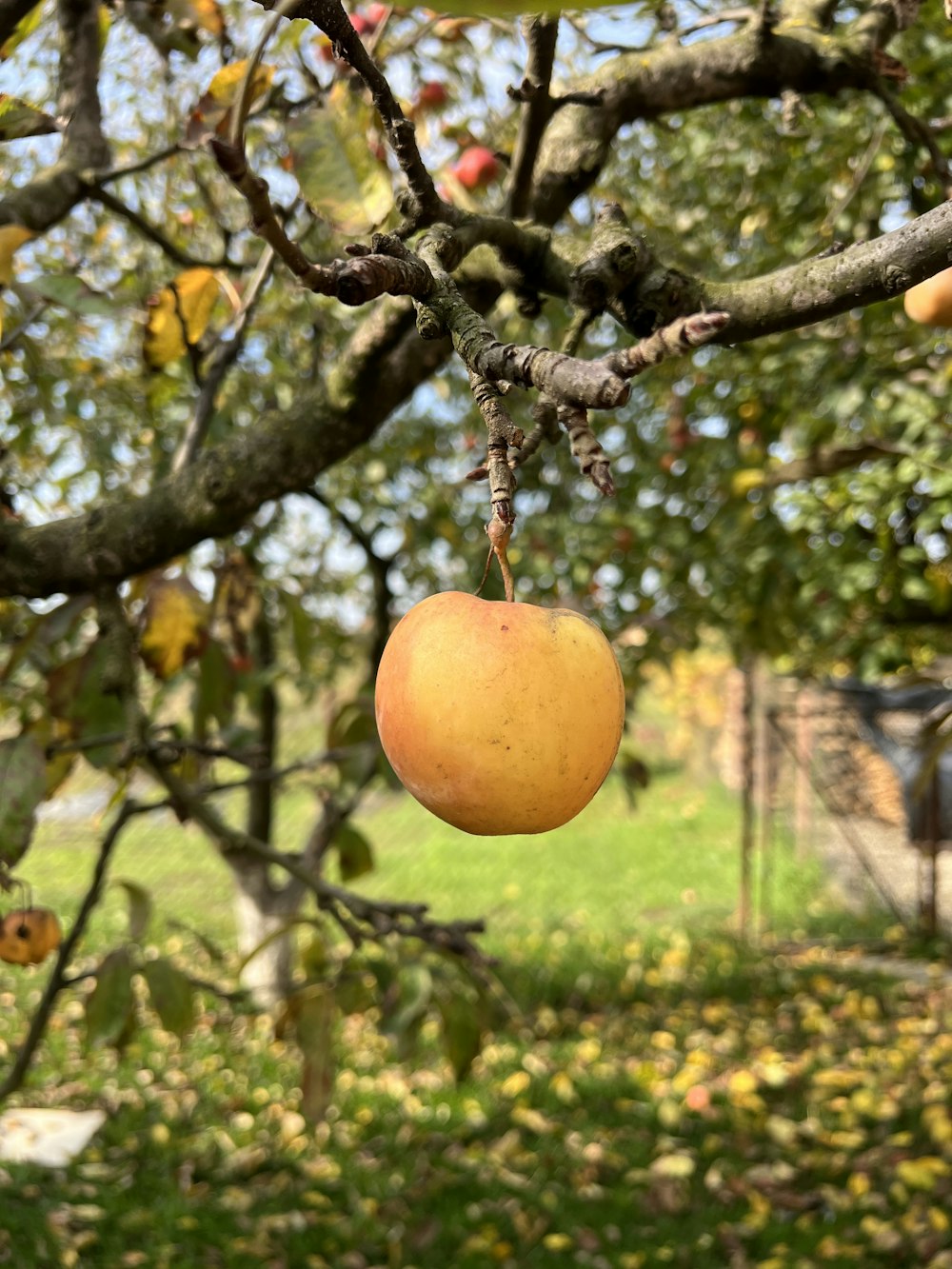 a fruit from a tree