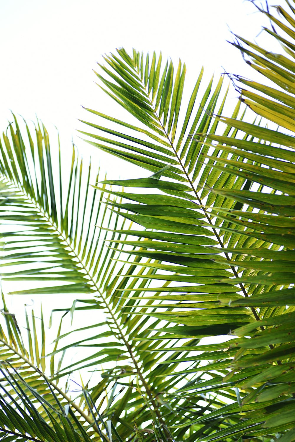 a close up of a plant