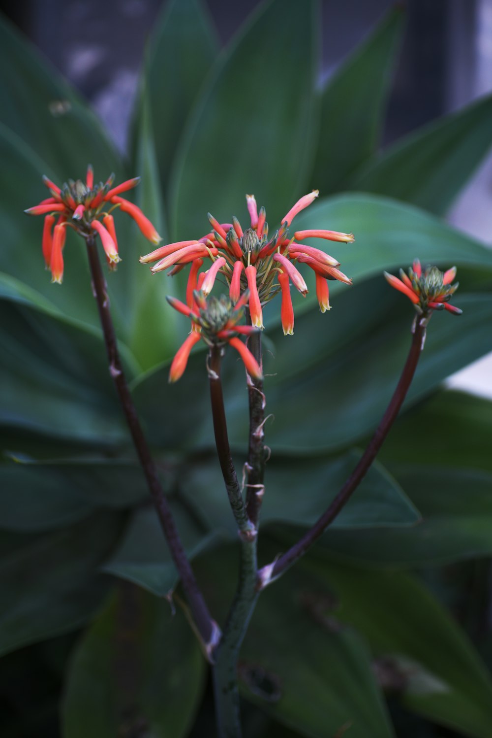Una planta con flores rojas