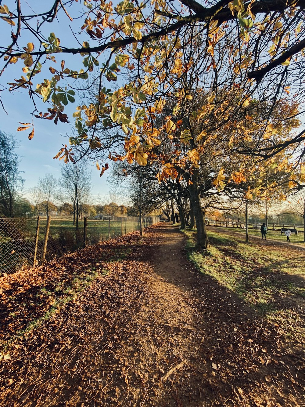 a path with trees on either side