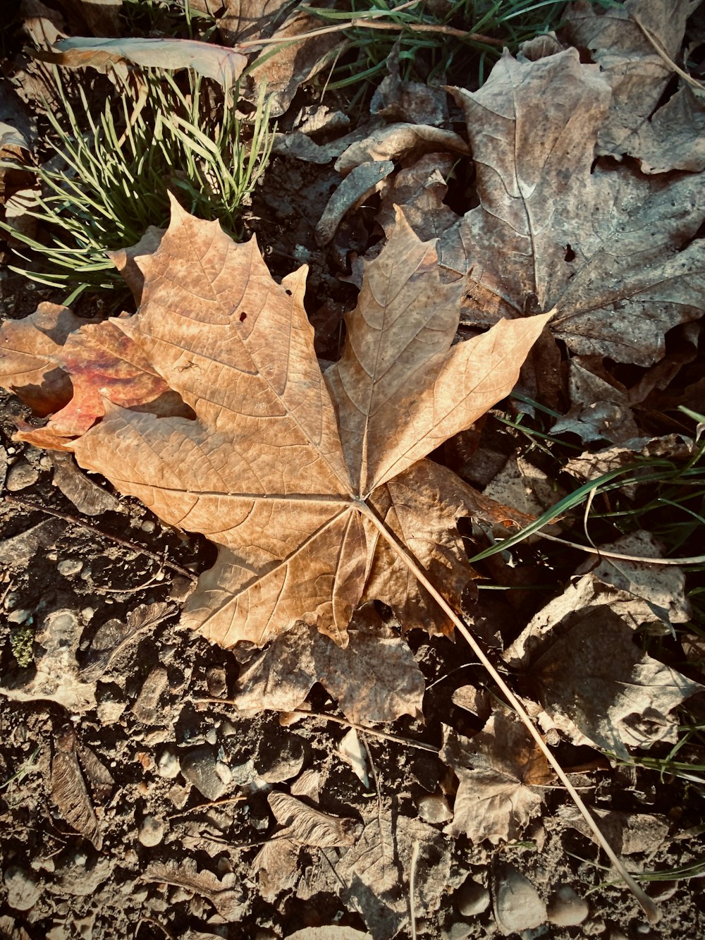 a brown leaf on the ground