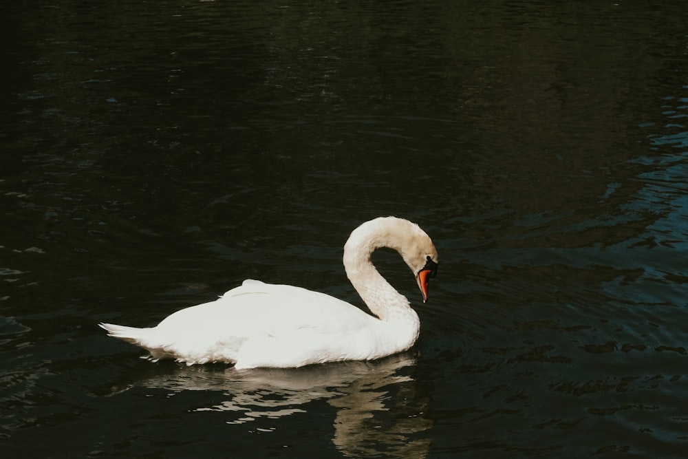 a swan swimming in water