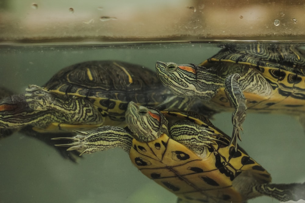 a group of turtles on a surface