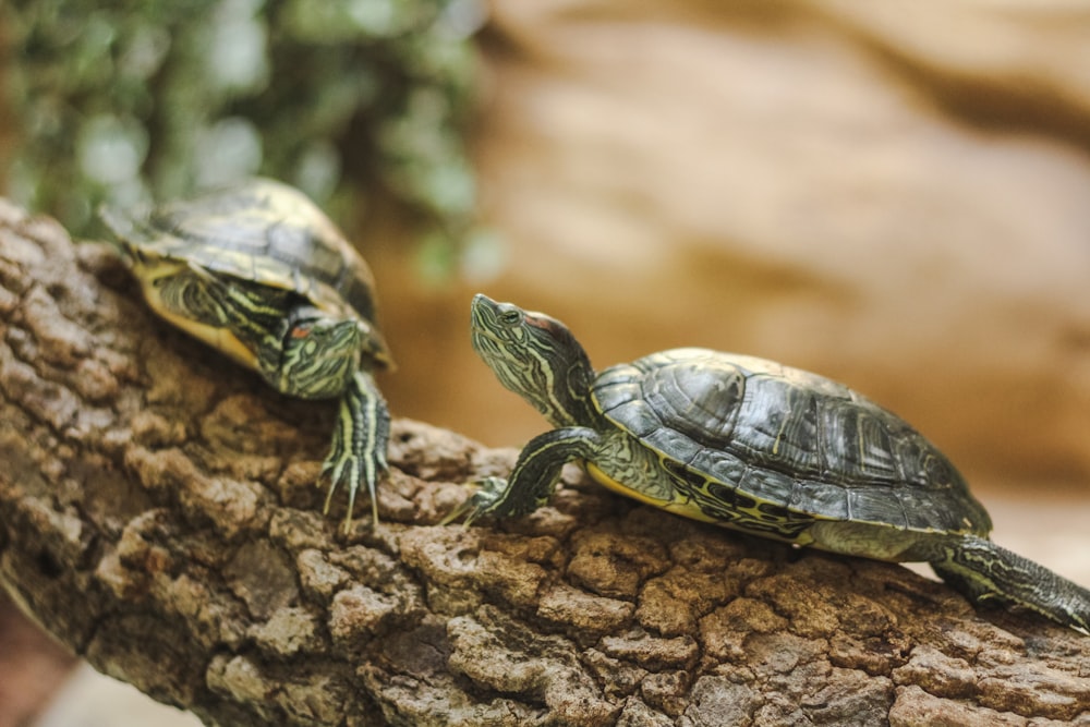 two turtles on a log