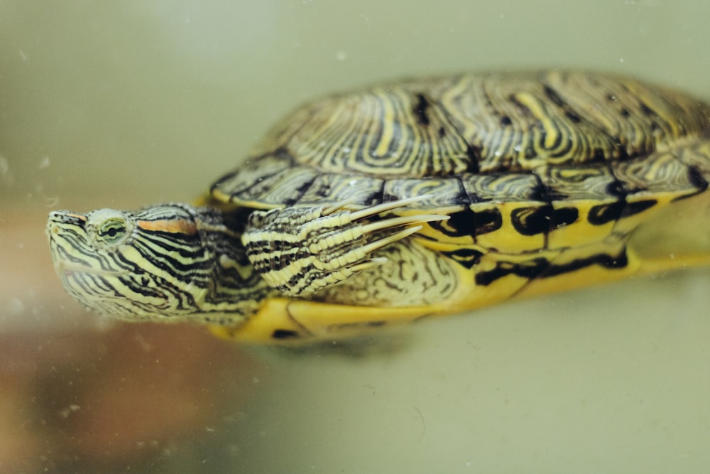 a turtle on a surface