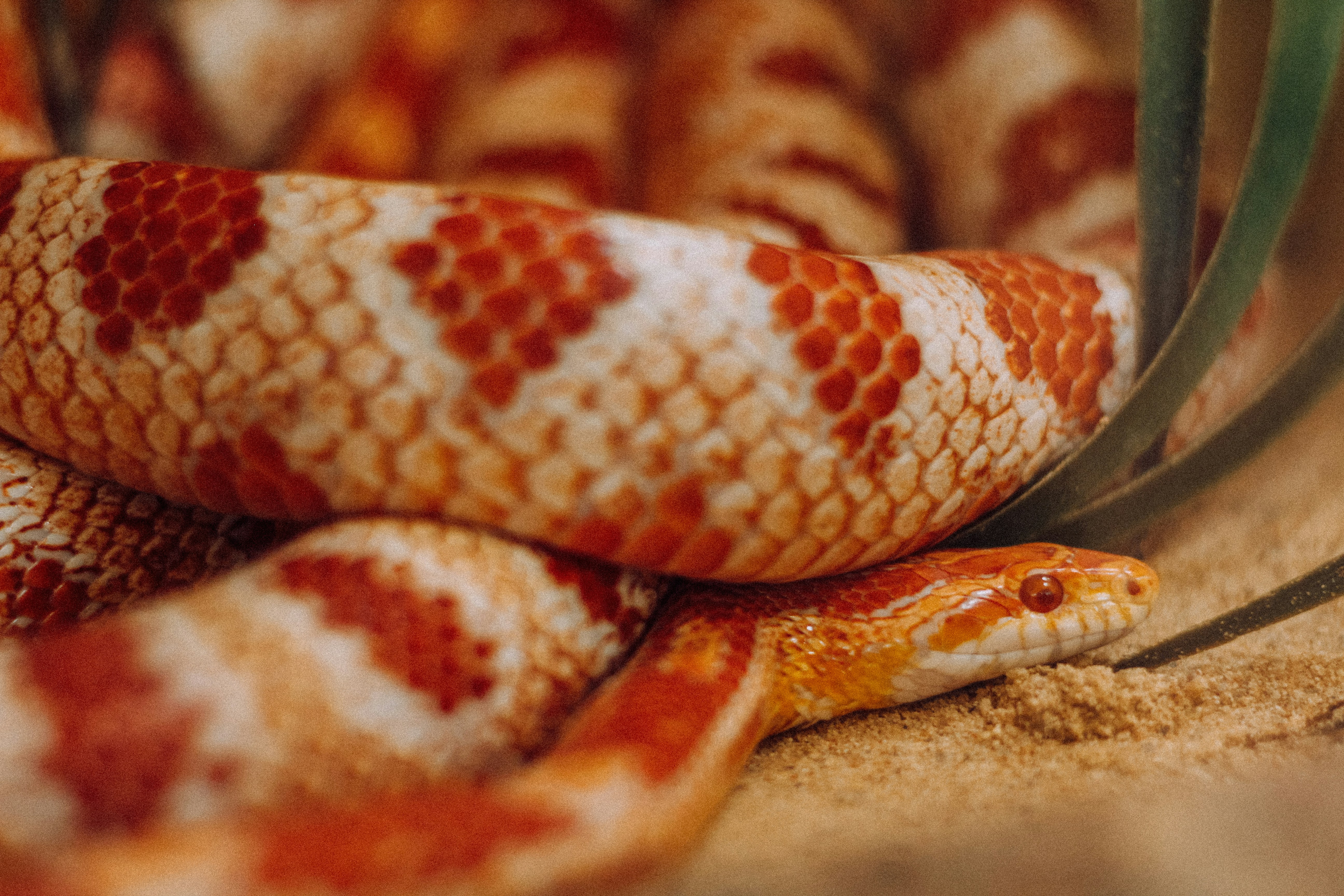 a pizza with a slice missing