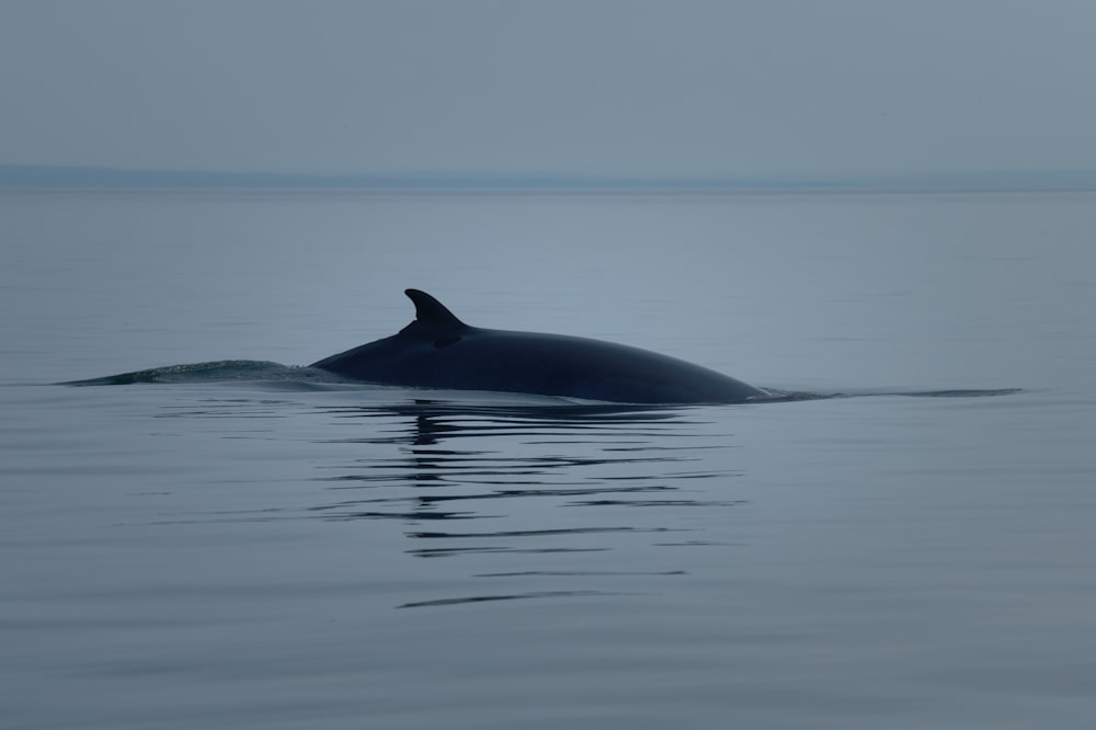 a whale in the water