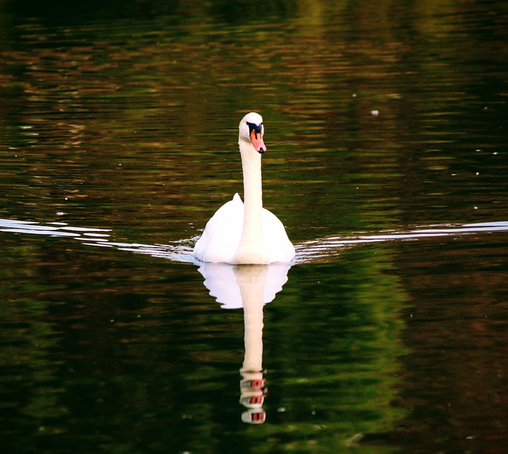 a white swan in the water